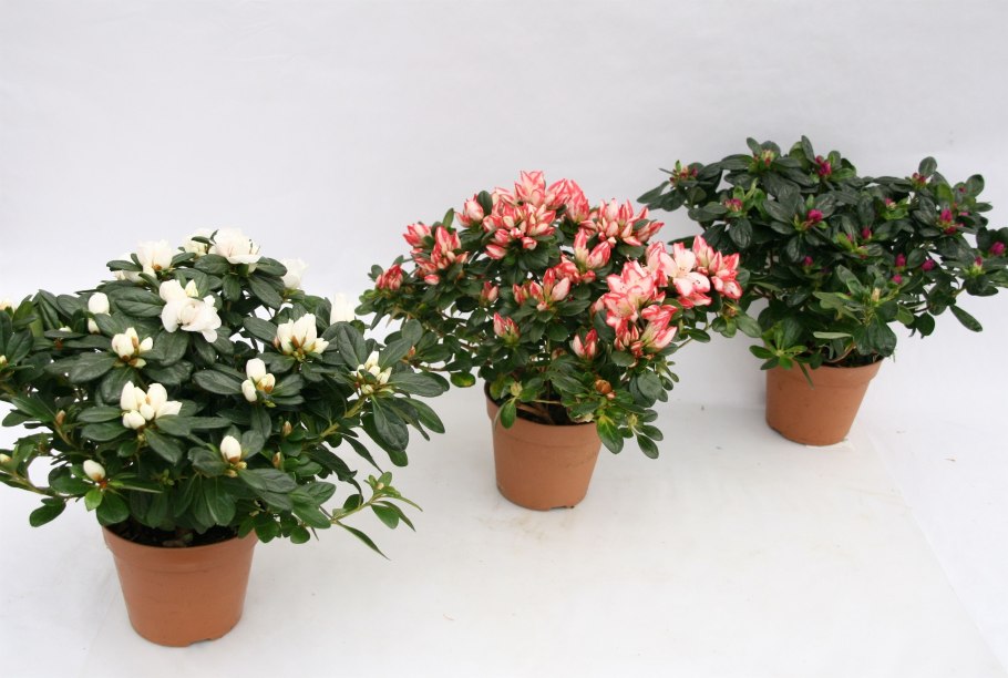 Рододендрон Понтикум