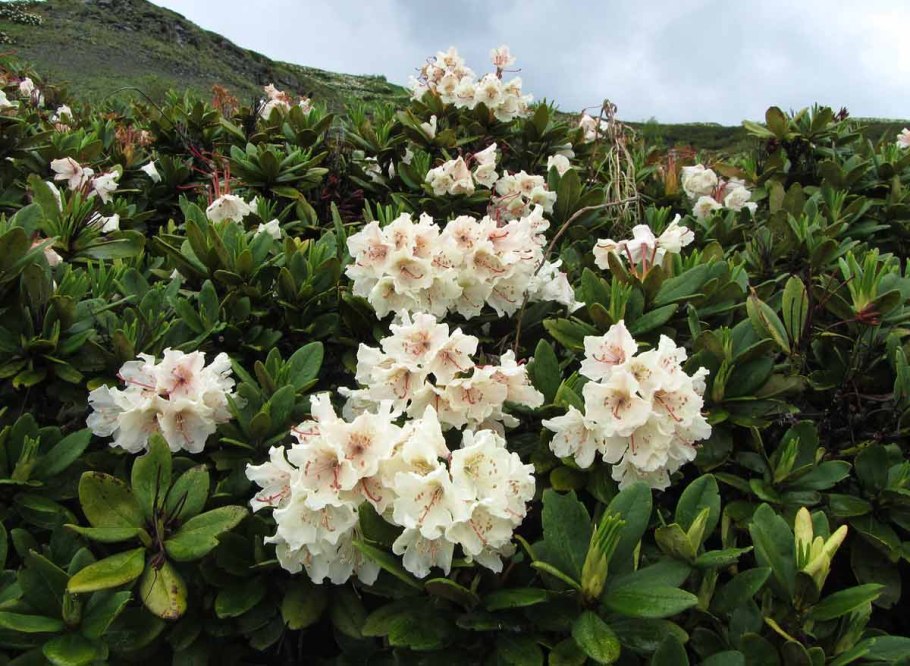 Рододендрон золотистый Rhododendron Aureum