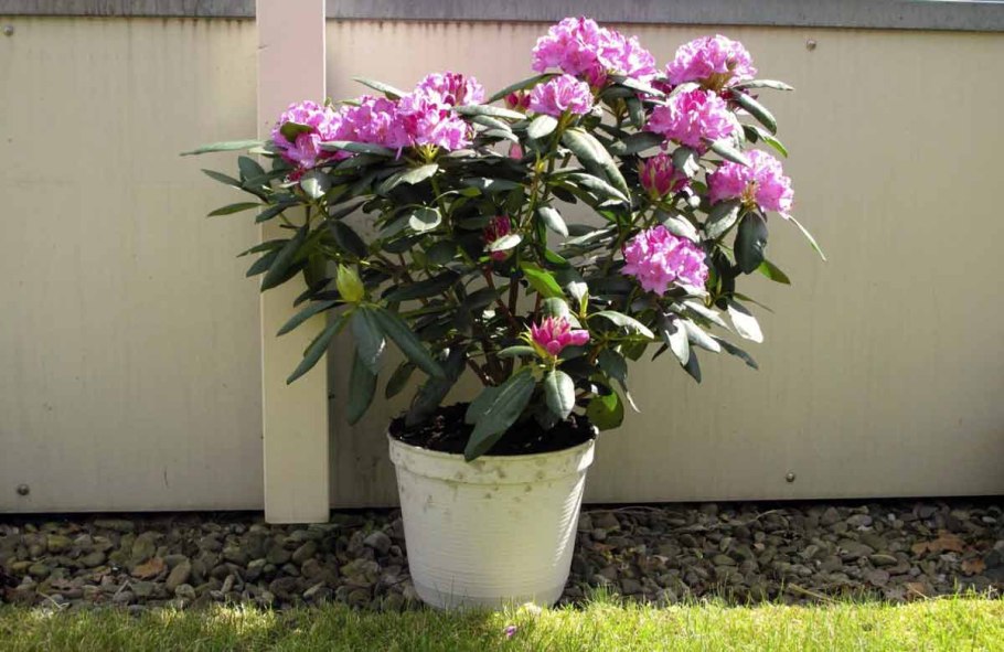 Рододендрон Луизелла