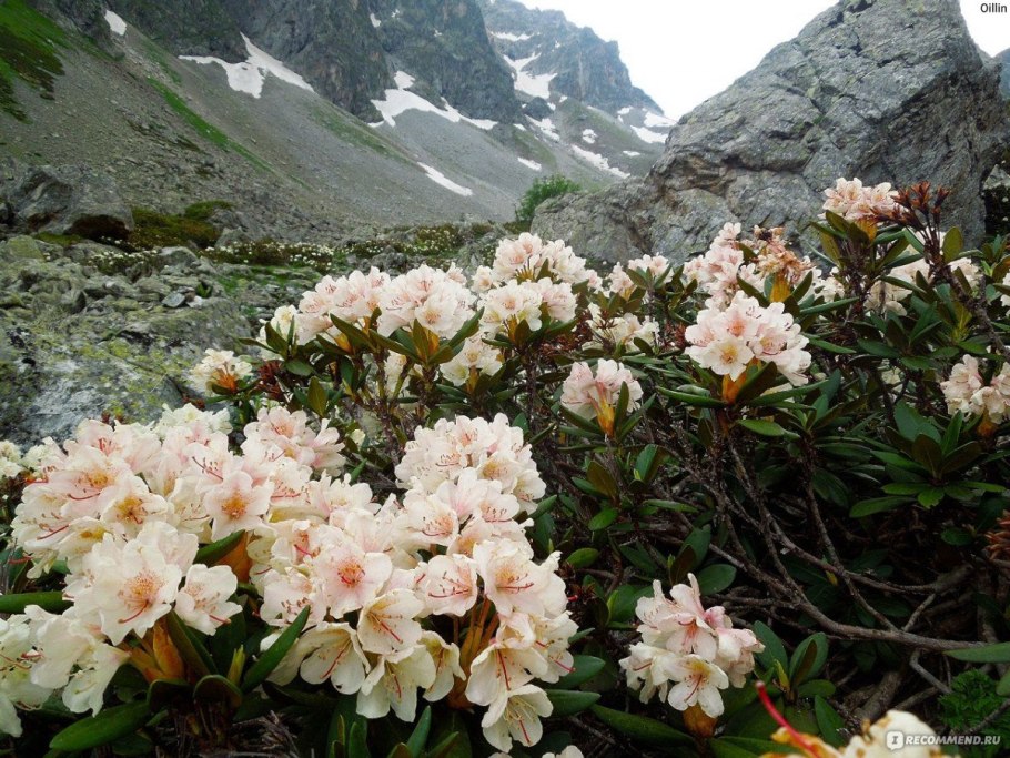 Рододендрон Silberwolke