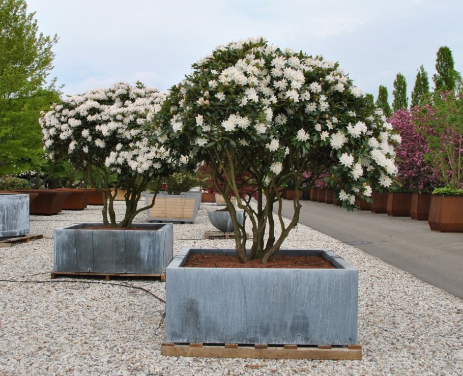 Эдельвейс цветы Архыз