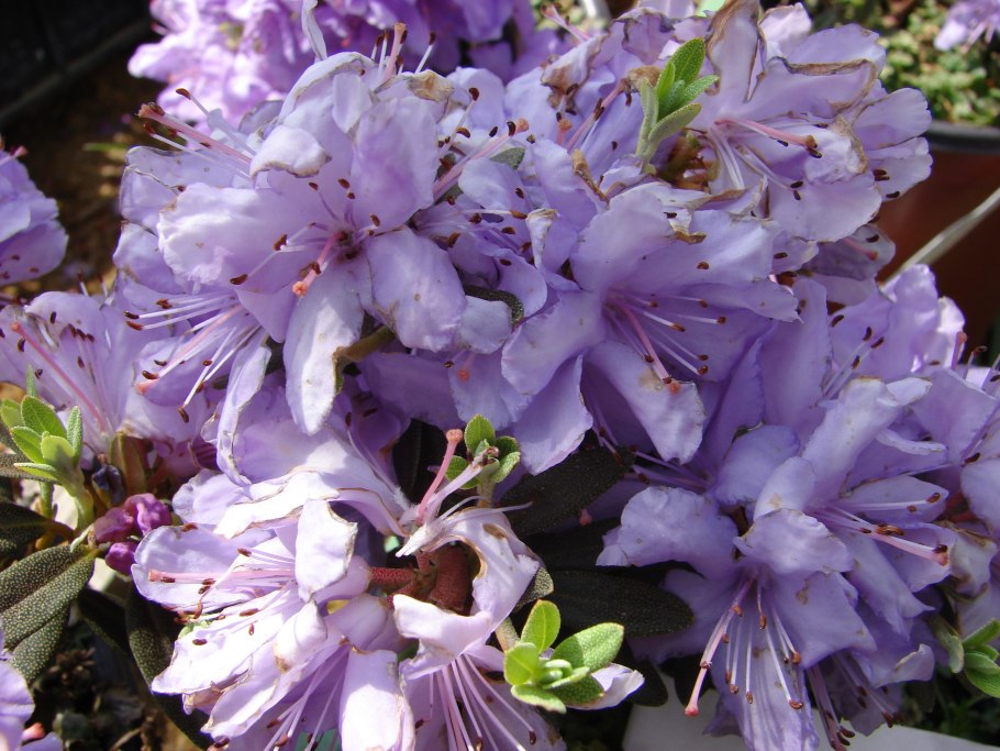 Рододендрон гибридный Пернилла