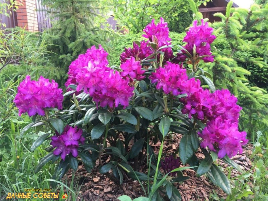 Рододендрон садовый Гаага