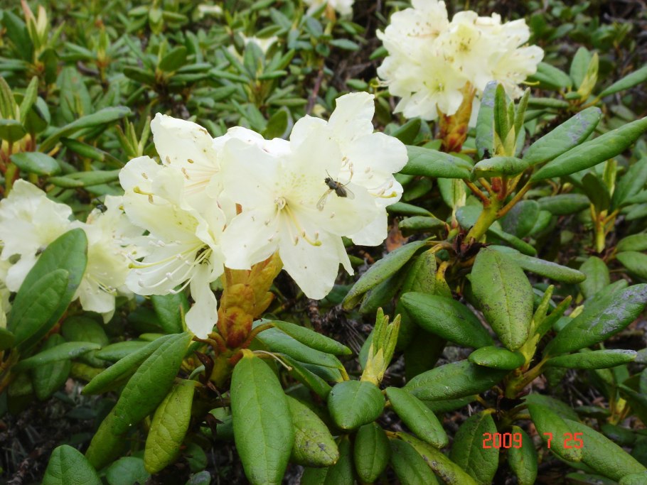 Рододендрон кавказский рододендрон