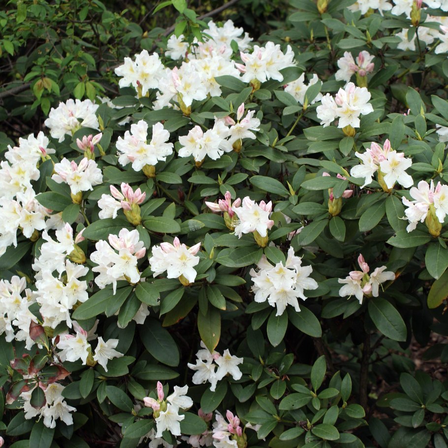 Рододендрон Альпийский