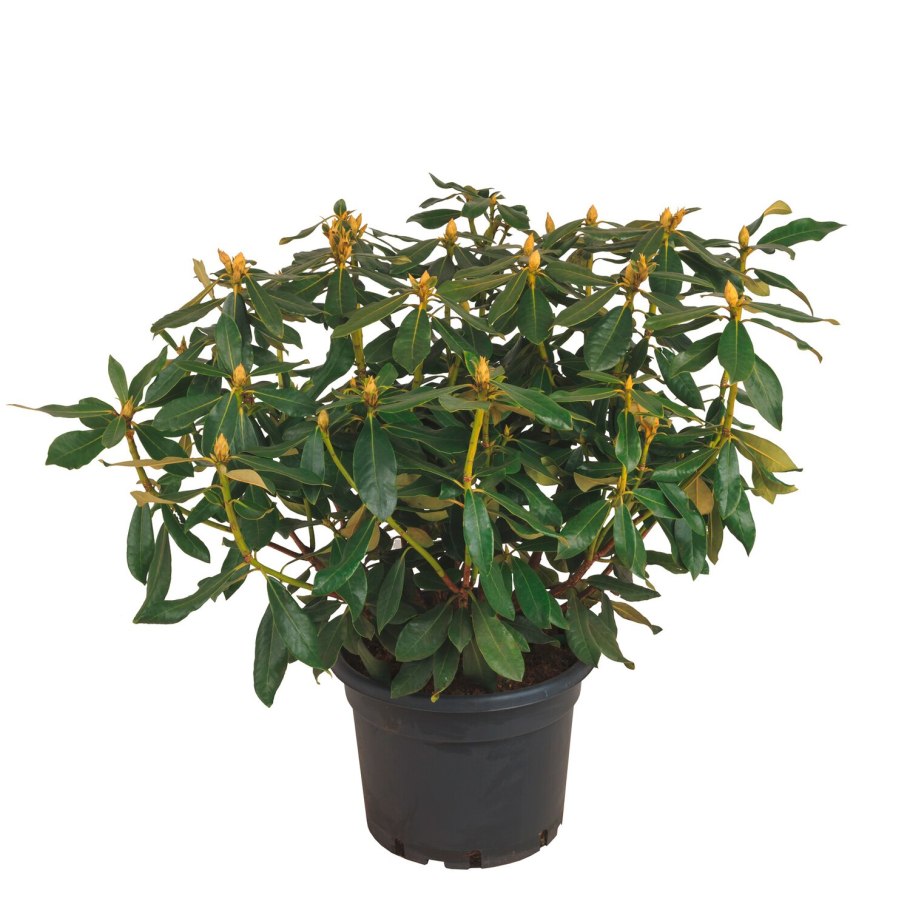 Рододендрон куст