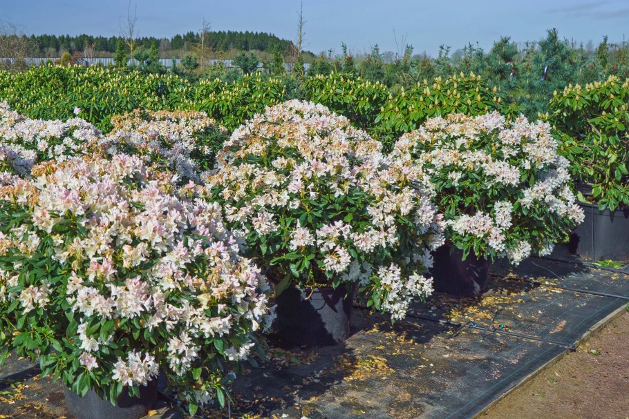 Рододендрон Азалия фиолетовая