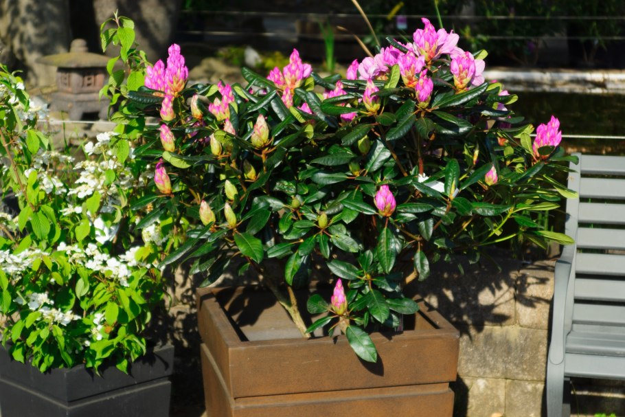 Рододендрон катавбинский "Германия