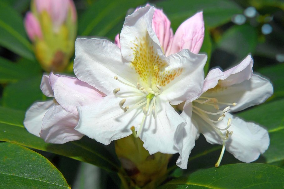 Рододендрон мульчирование