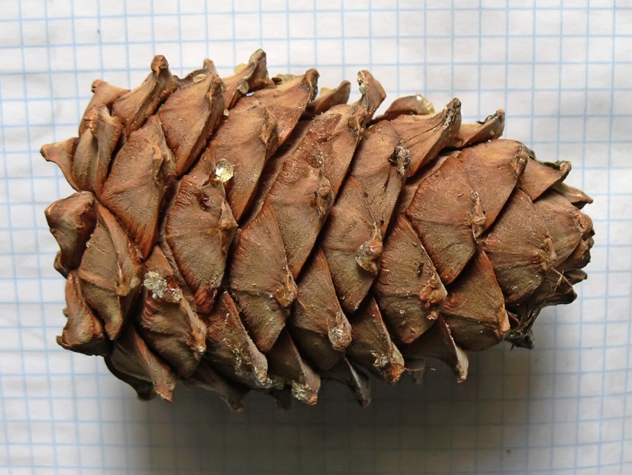Pinus Cembra шишки