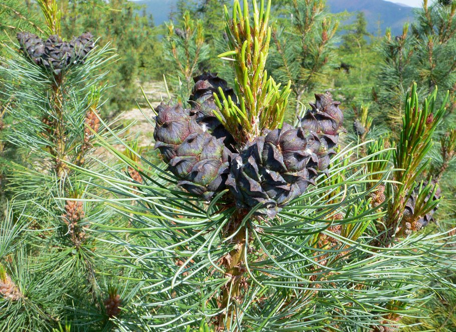 Кедровый стланик (Pinus pumila)