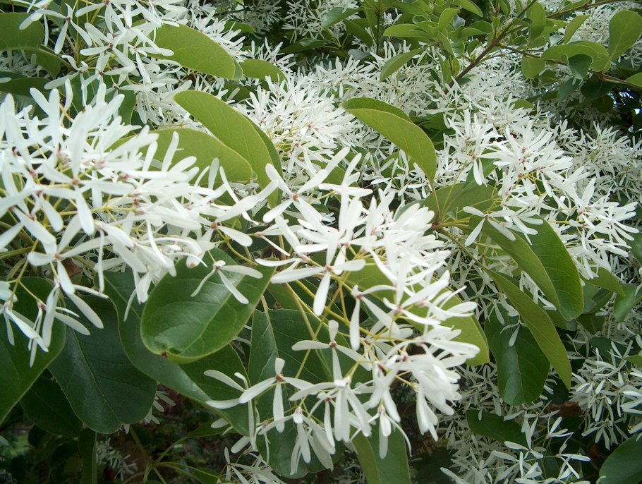 Chionanthus retusus
