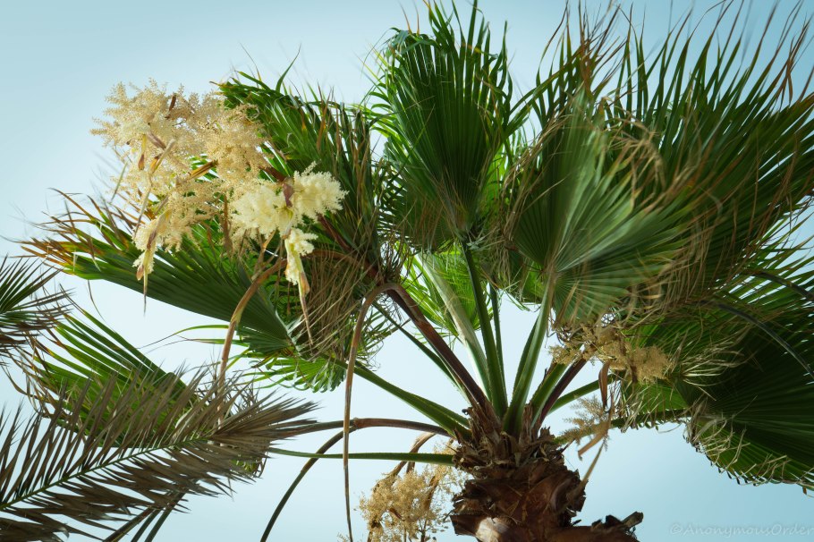 Веерная финиковая Пальма