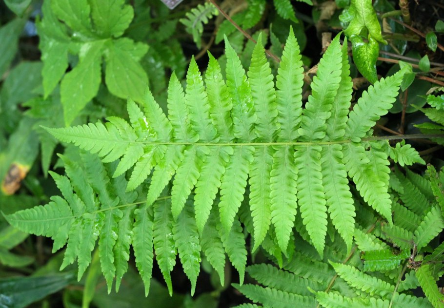 Монстера Дикая джунгли Лиана