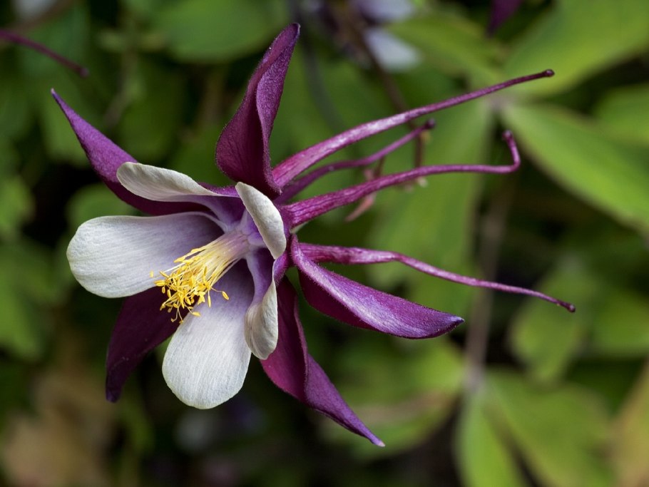 Аквилегия Колумбина