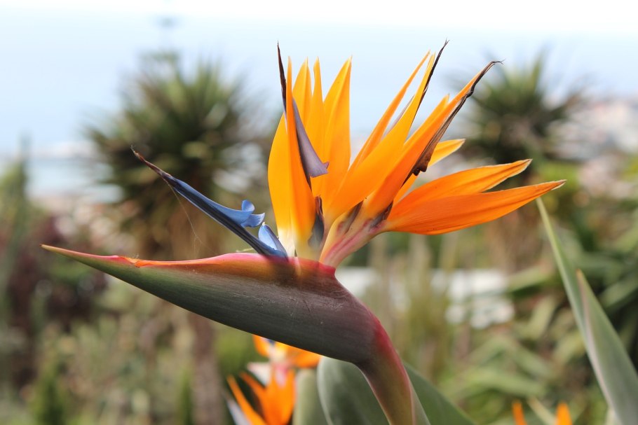 Рассеченность листовой пластинки клена