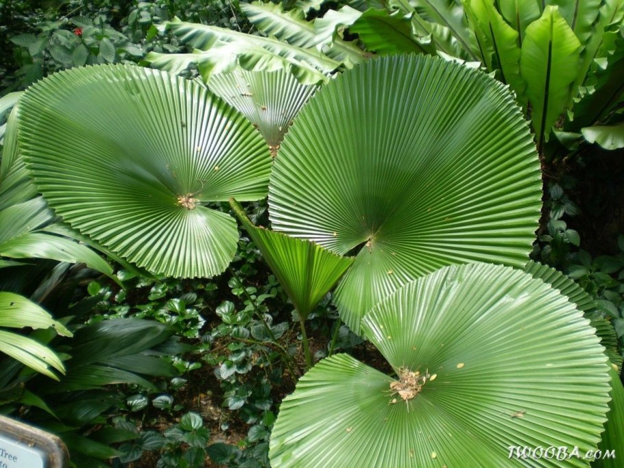 Пальма ликуала