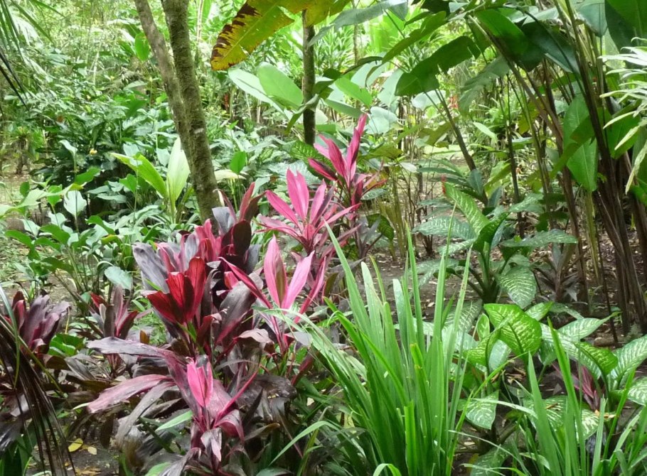 Памианта Перуанская Pamianthe peruviana