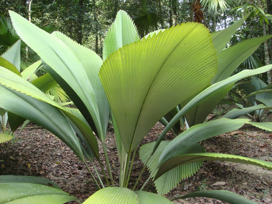 Пальма йоханнестеймания высоколистная