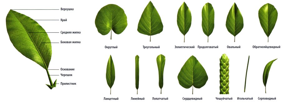 Ливистона нефрит