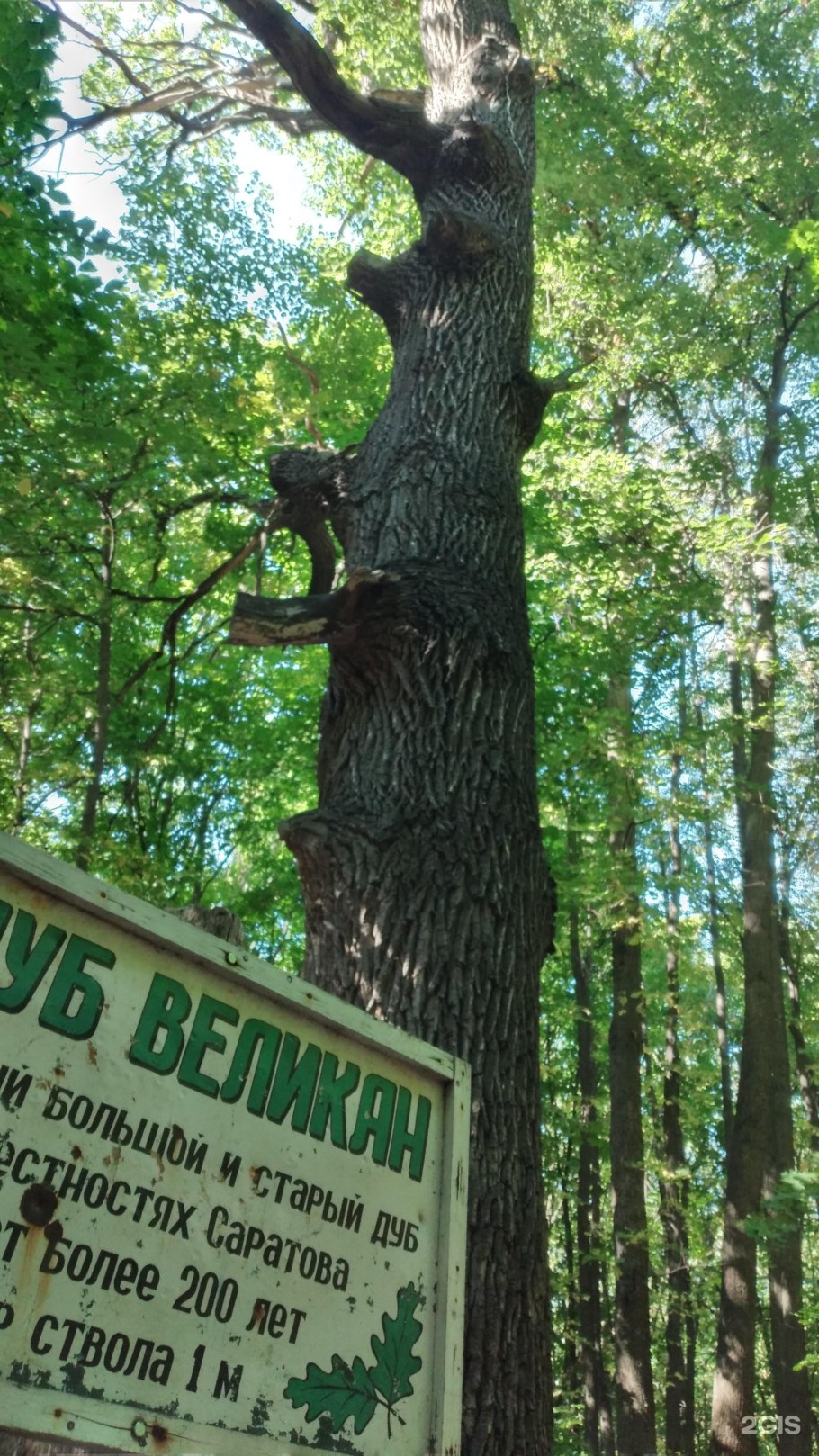 Дуб-великан в пос. барсучий