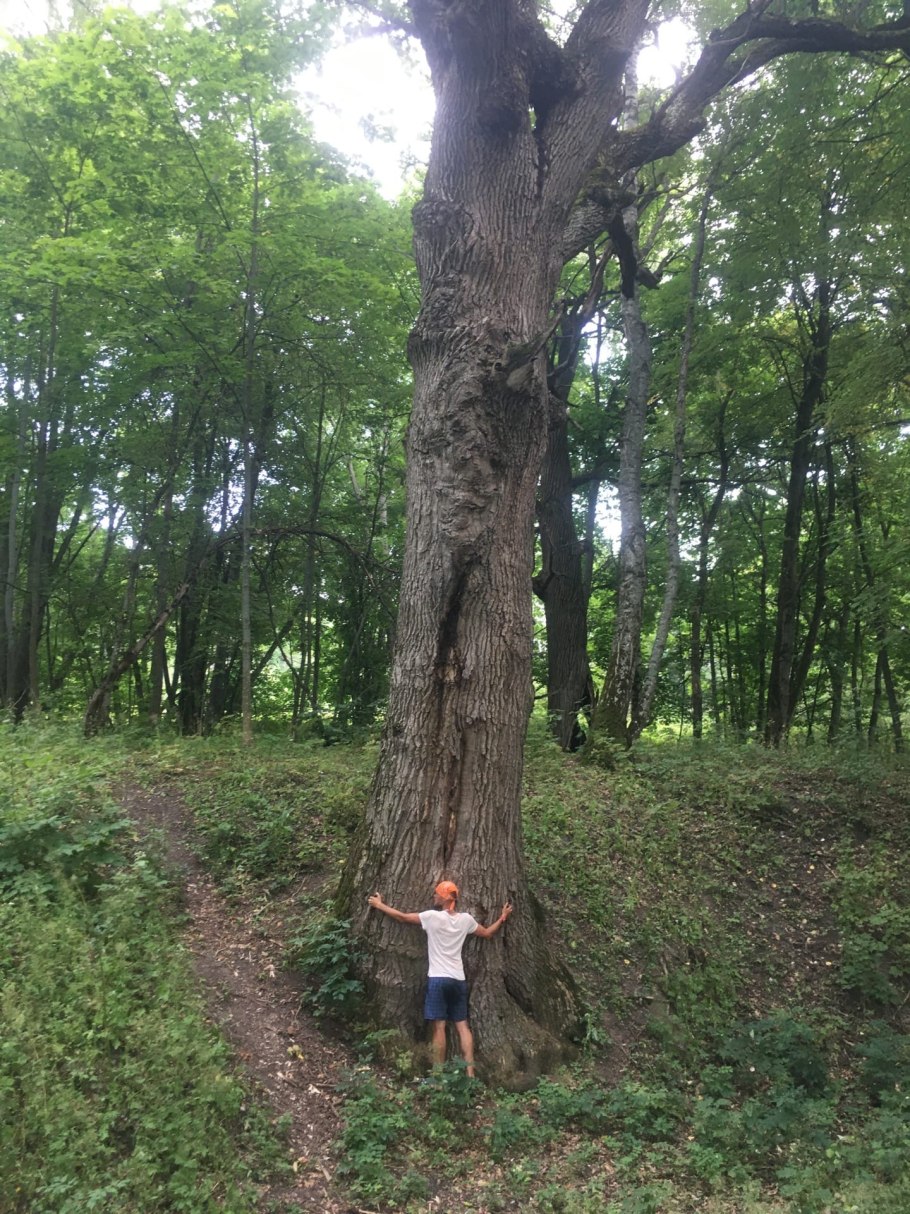 Дуб великан Льгов