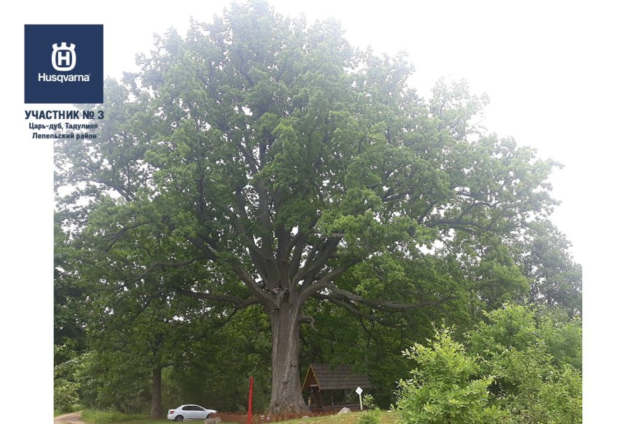 Дуб-великан в Боровичах