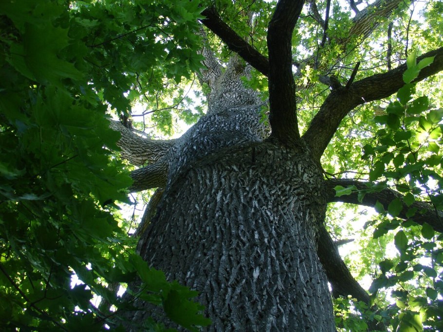 Дуб-великан в пос. барсучий