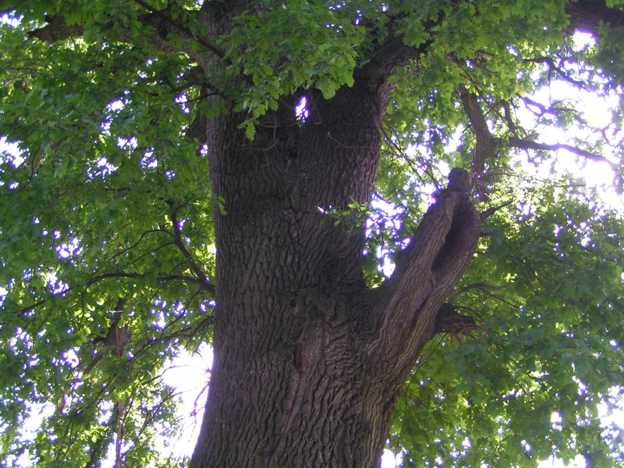 Дуб в Ильинке Чувашия