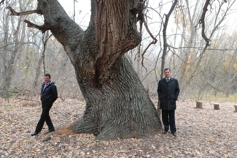 Дуб великан Пшада