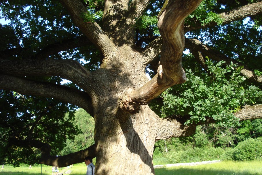 Дуб долгожитель в городе Ливны Орловской области