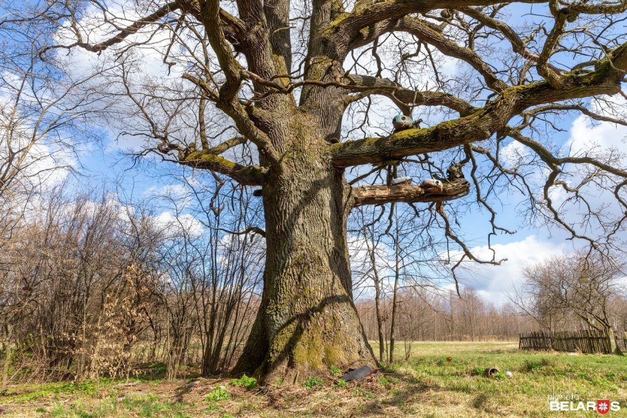 Городской сад Краснодар дуб великан