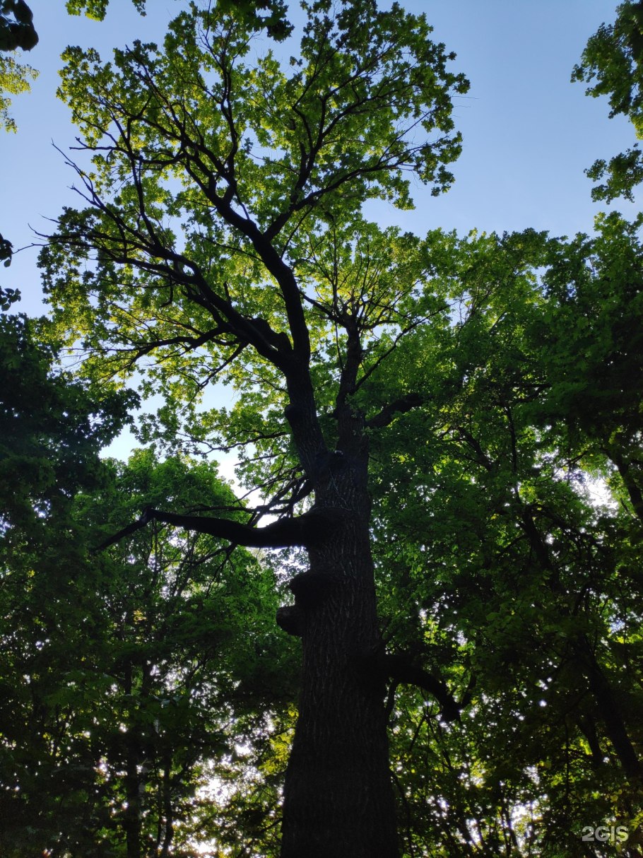 Дуб великан в Саратовской области