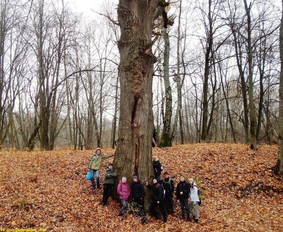 Дуб великан Шолоховский район