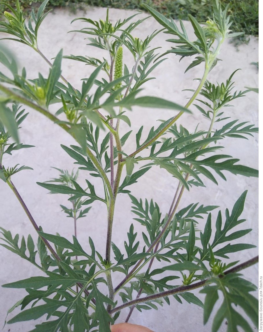 Полынь амброзия