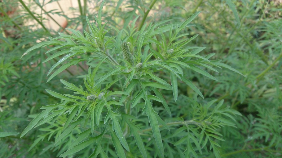 Полынь и амброзия отличия