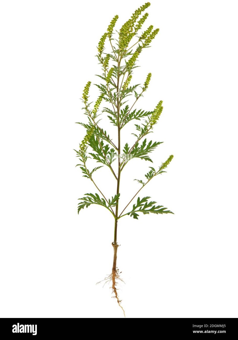 Амброзия карантинный сорняк