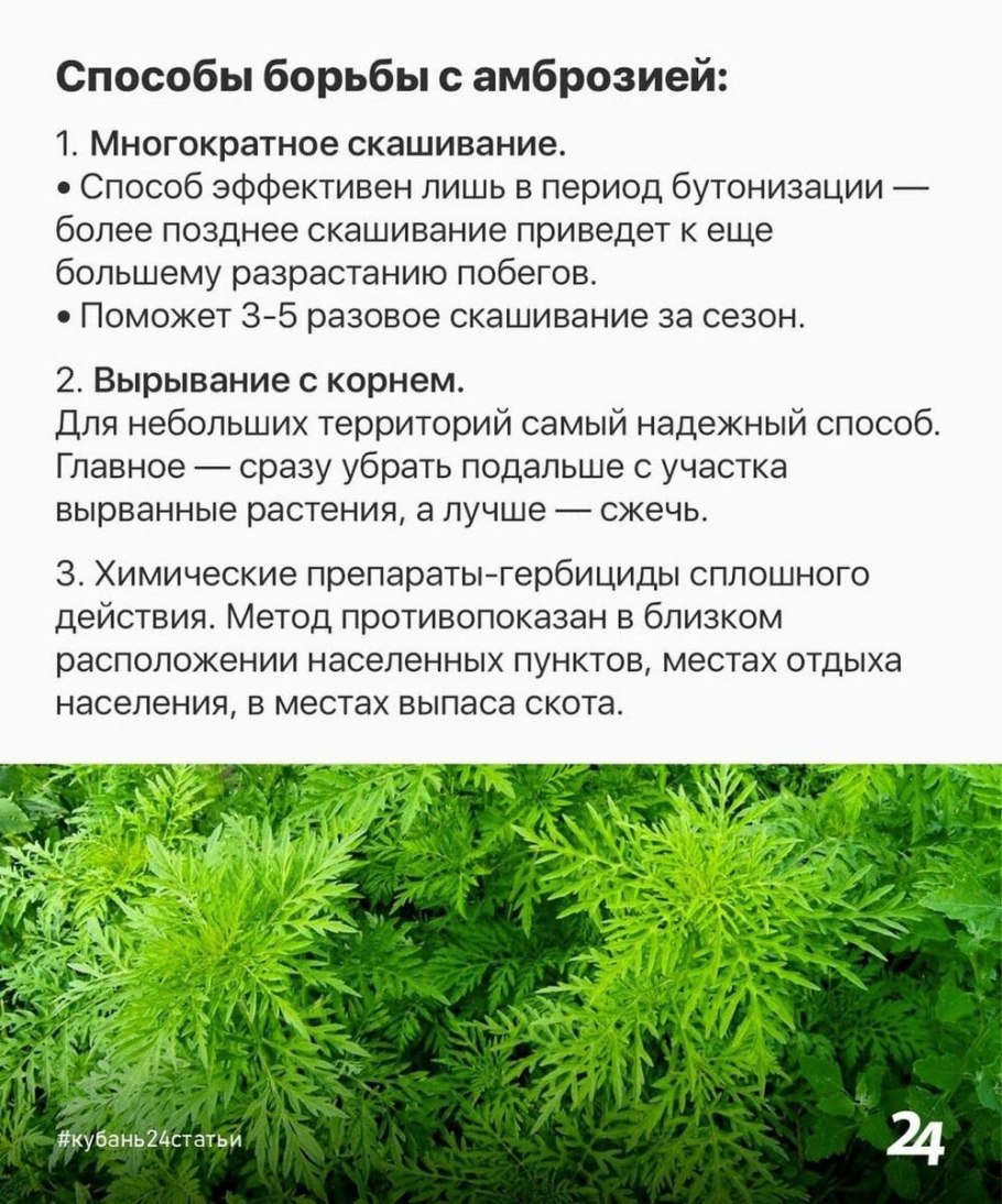 Растения степь амброзия