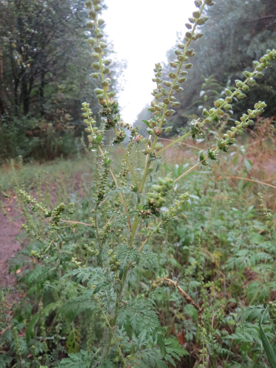 Лекарство от аллергии на Полынь