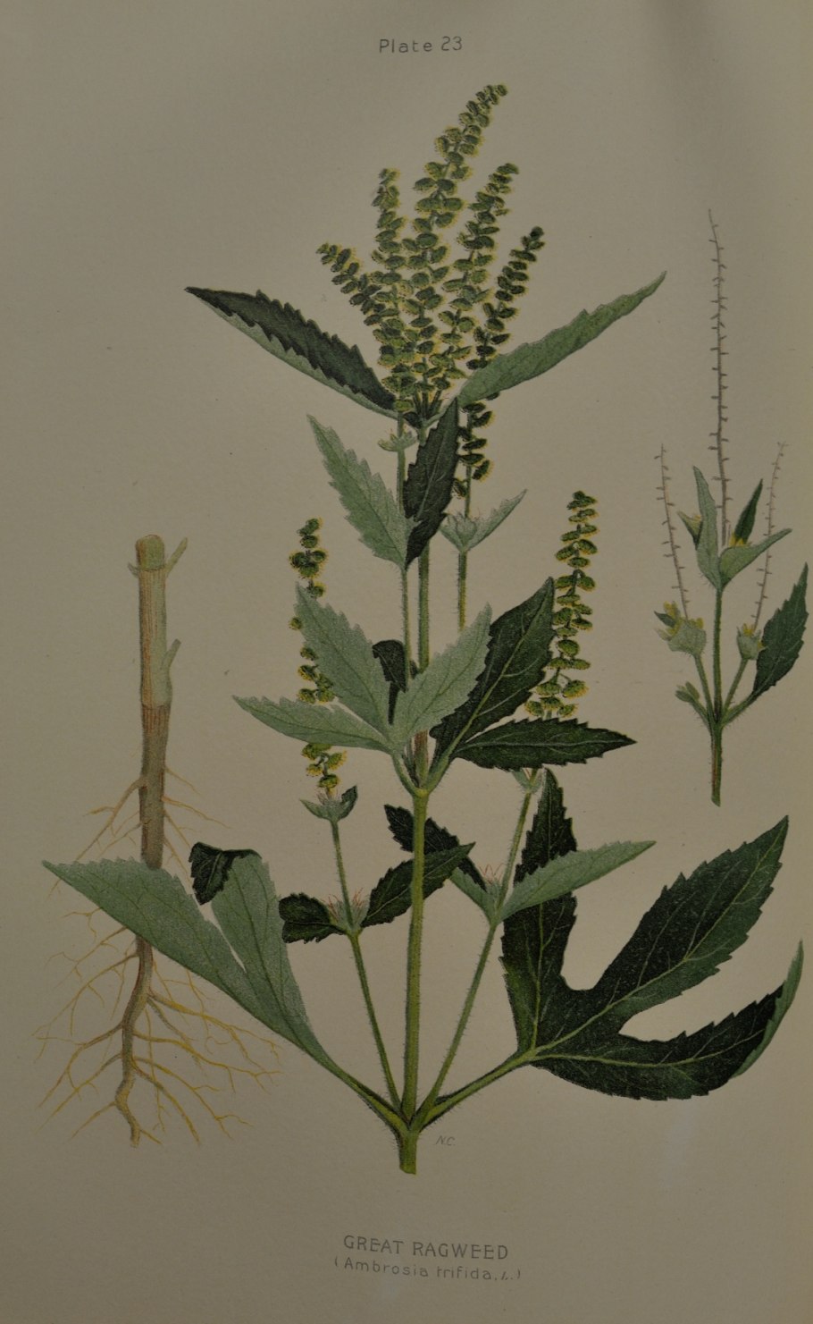 Полынь горькая жилковани