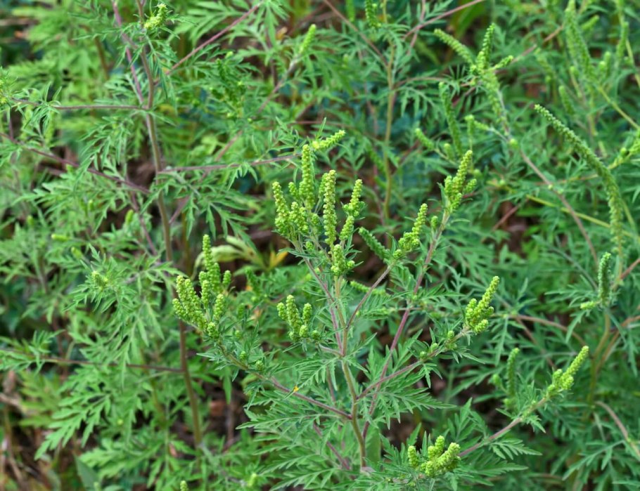 Пеларгония амброзия