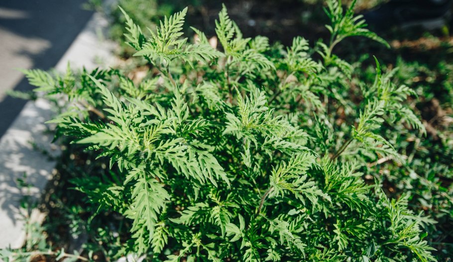 Где сорняк цветёт там хлеб вянет