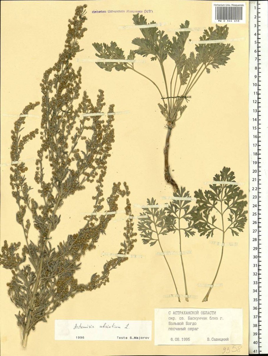 Полынь амброзия