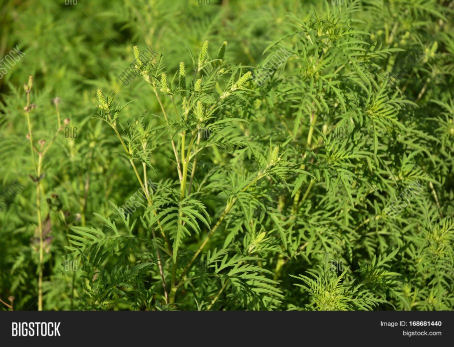 Амброзия голометельчатая