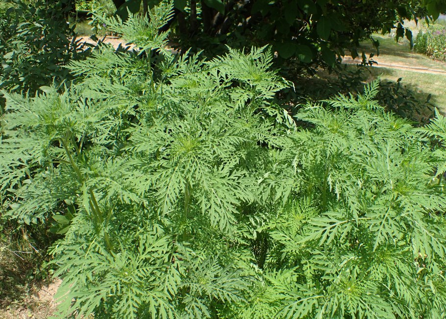 Полынь амброзия