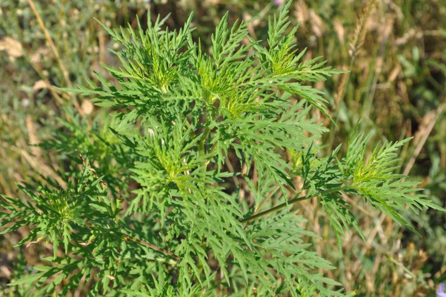 Полынь амброзия