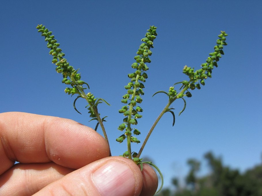 Перекрестные реакции при аллергии