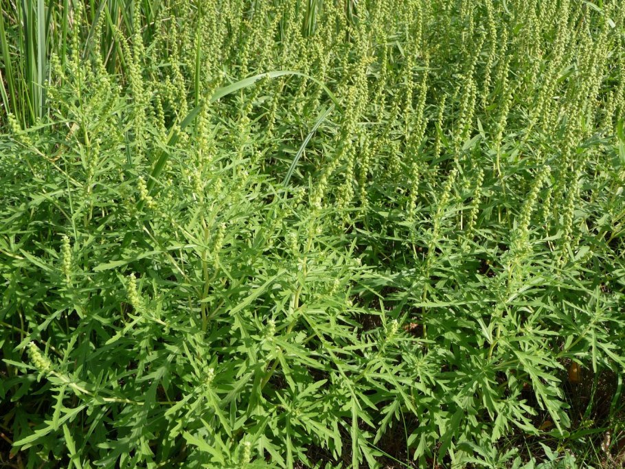 Mugwort (Artemisia vulgaris) Полынь обыкновенная.