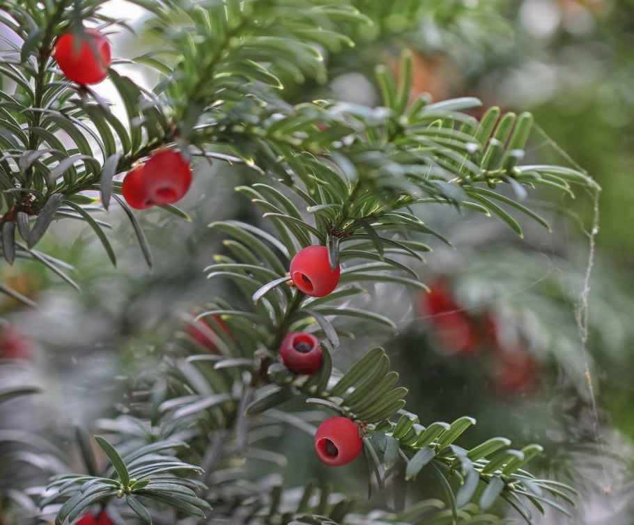 Тис ягодный Taxus baccata