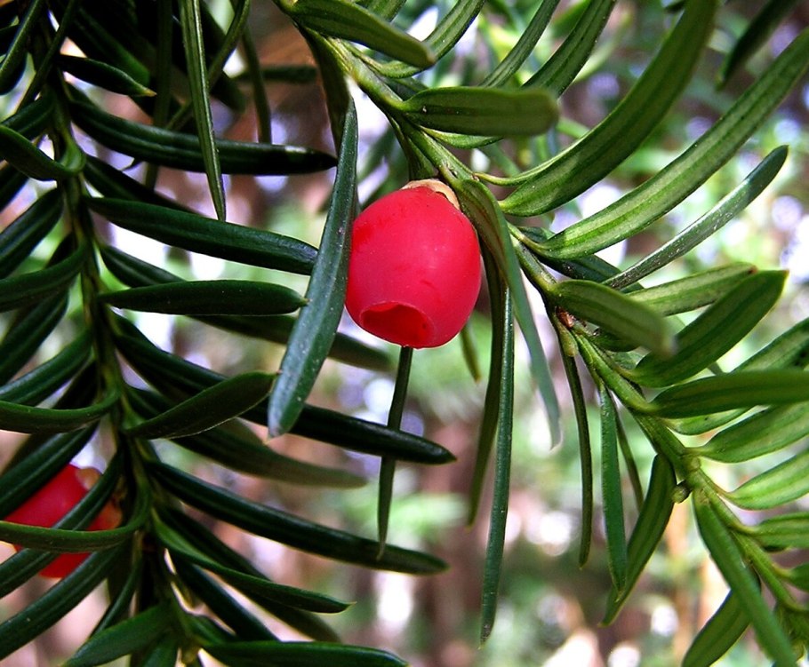 Тисс Taxus baccata